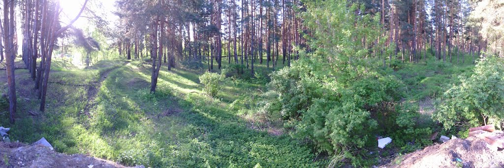 лес (16.05.2014)