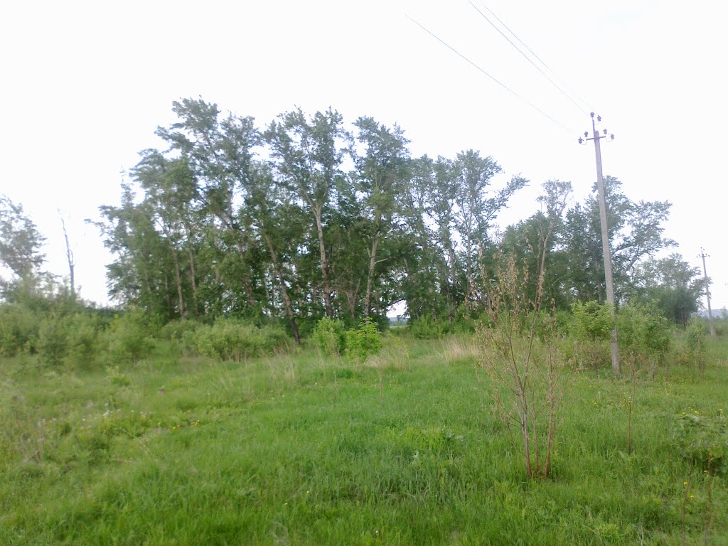 деревья (22.05.2012)