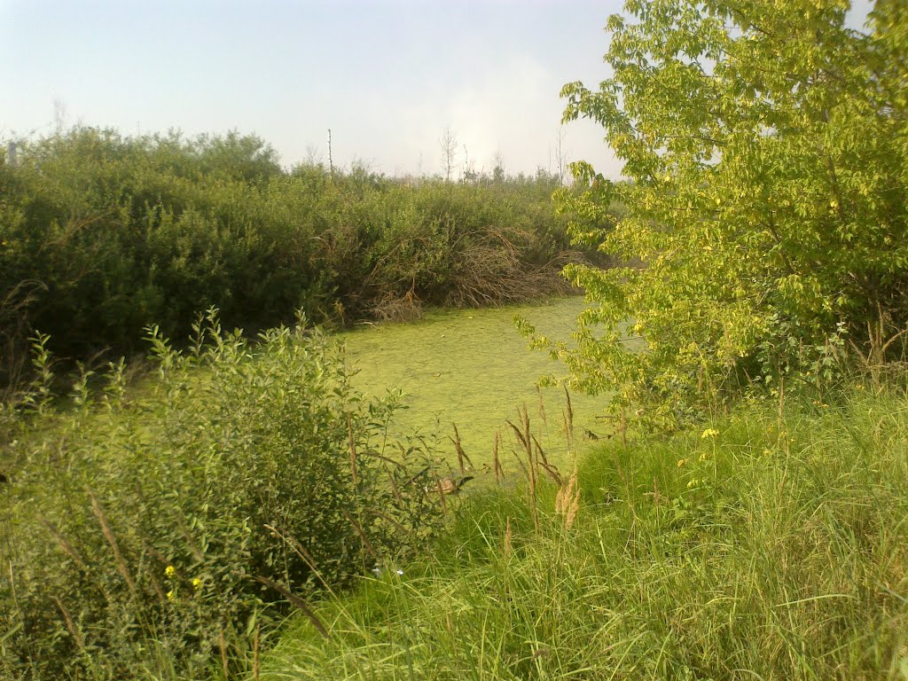 болото (02.08.2012)