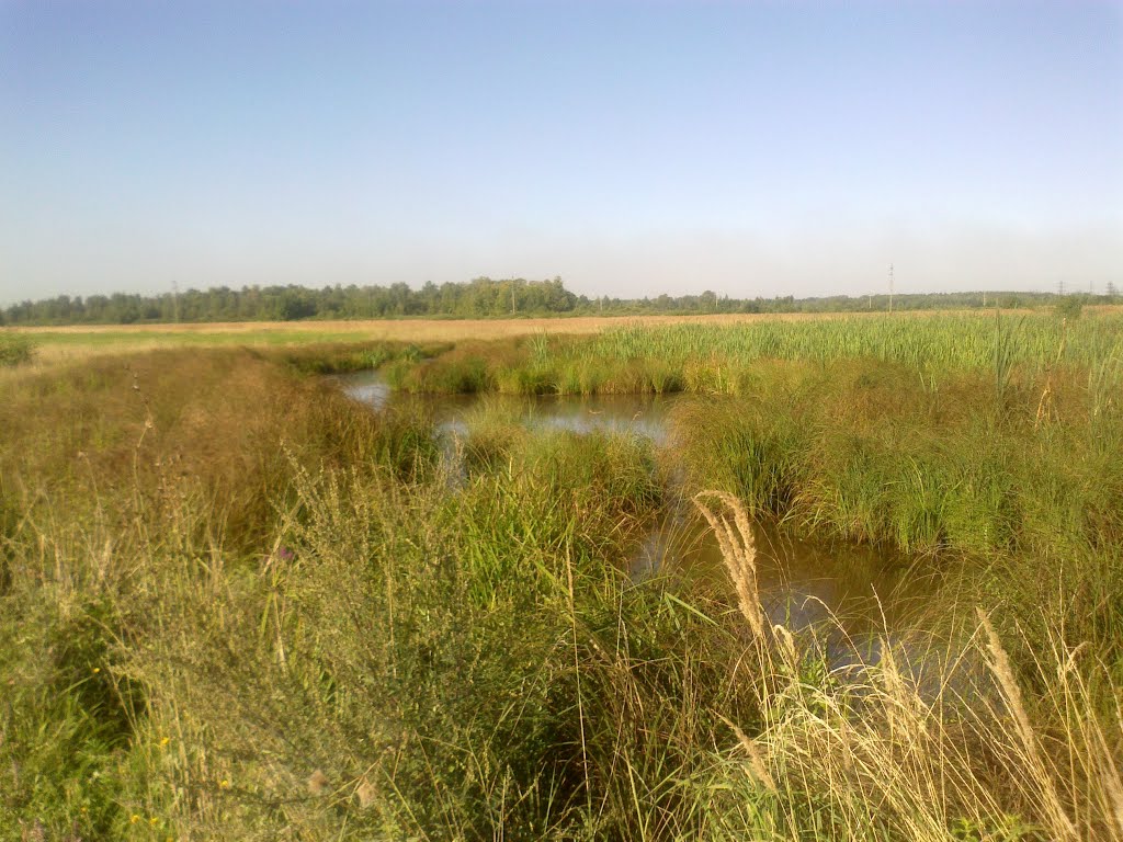 болото (17.08.2013)