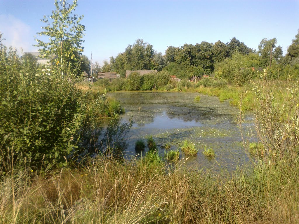 болото (17.08.2013)