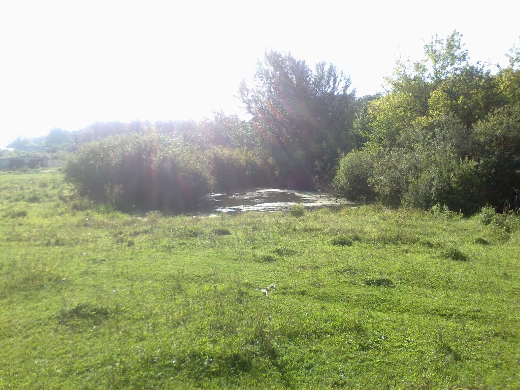 болото (17.08.2013)