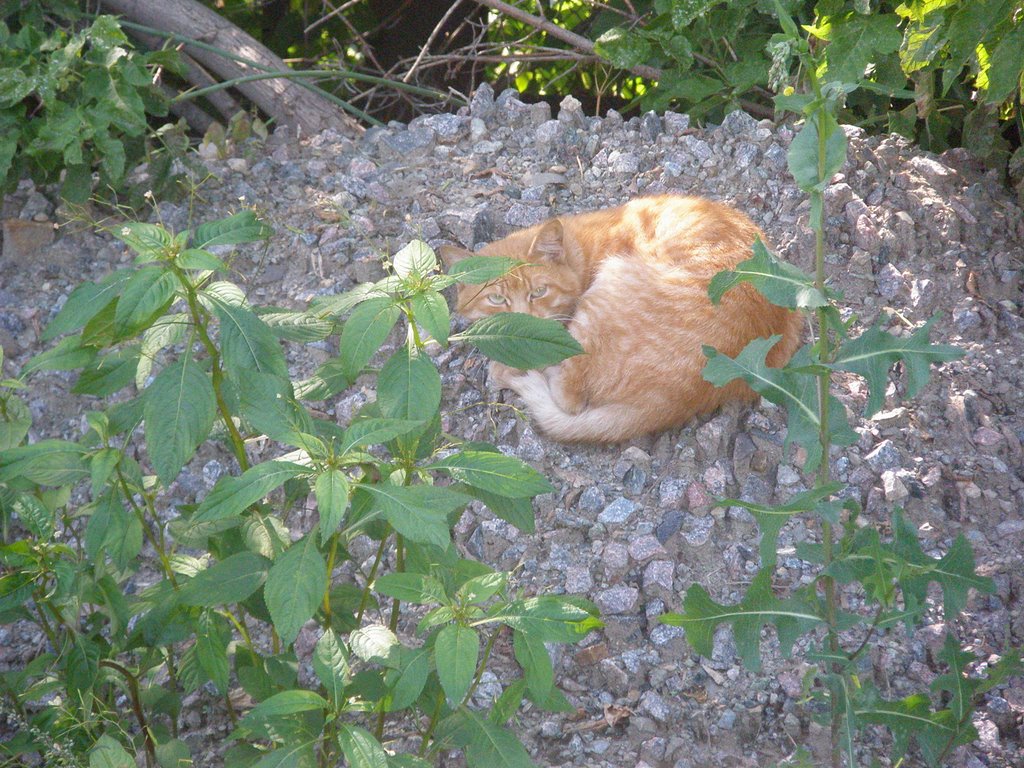 район Лефортово
