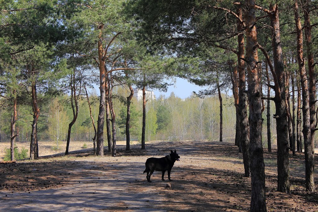 на прогулке / On walk
