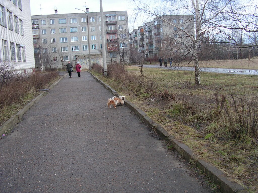 Школьный двор