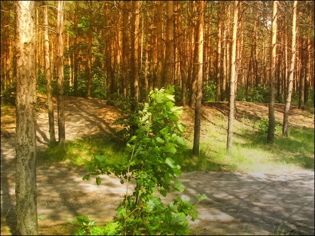 В сосновом бору.