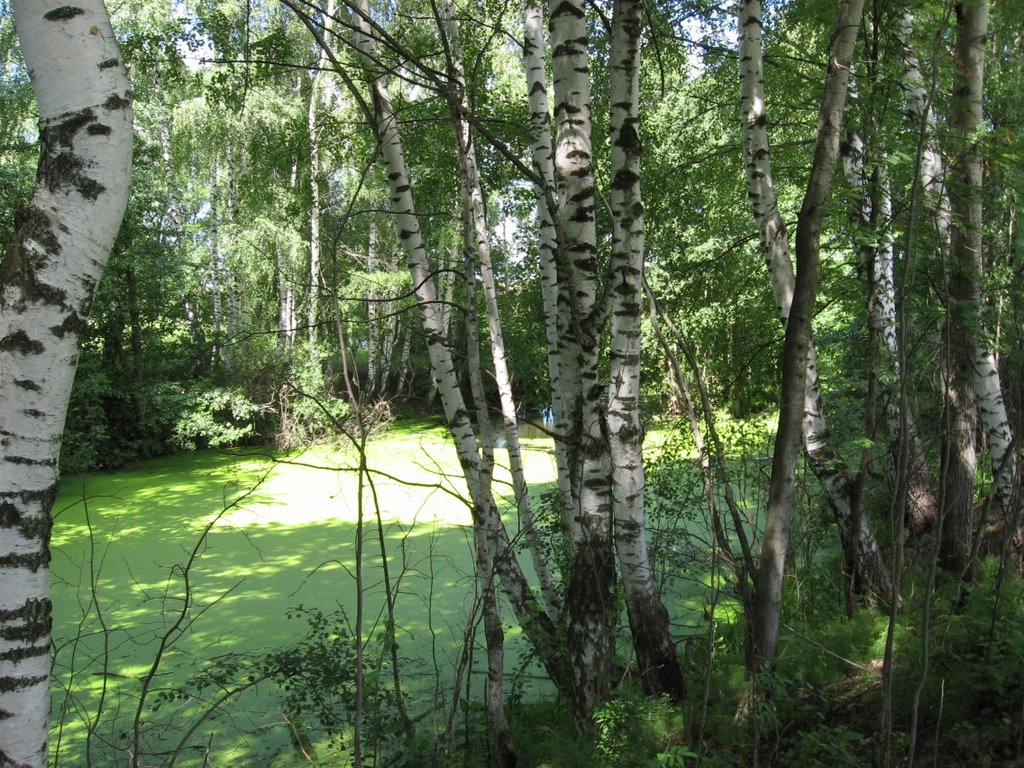 Duckweed
