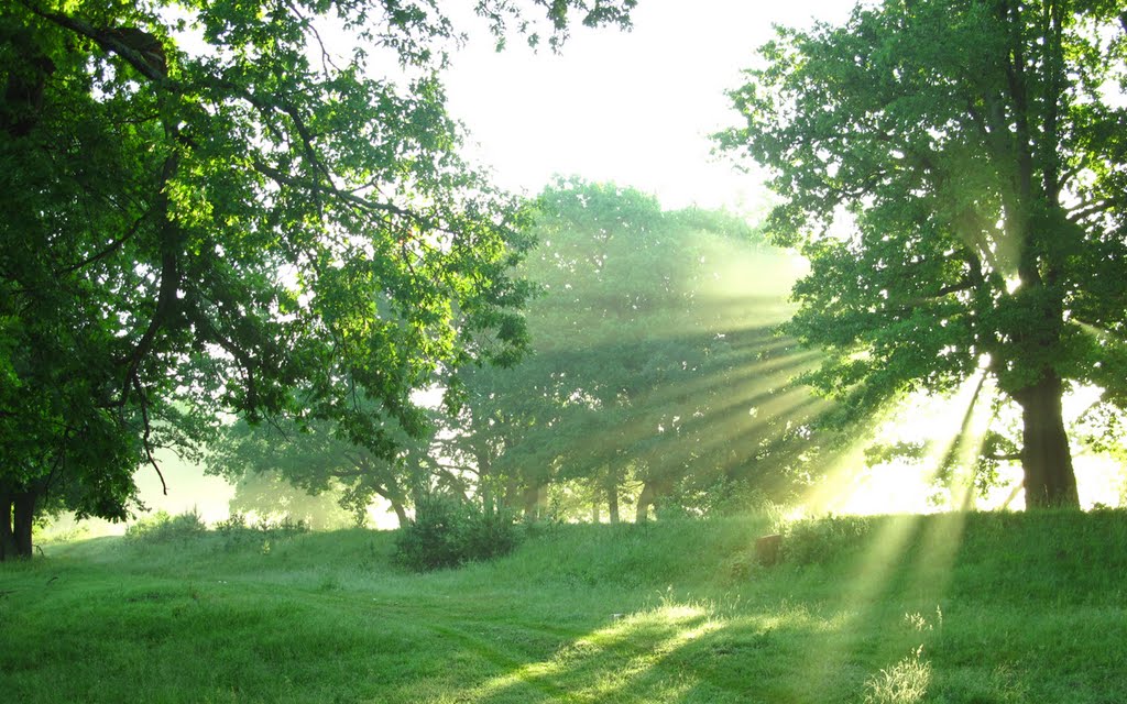 Sun rays & oaks
