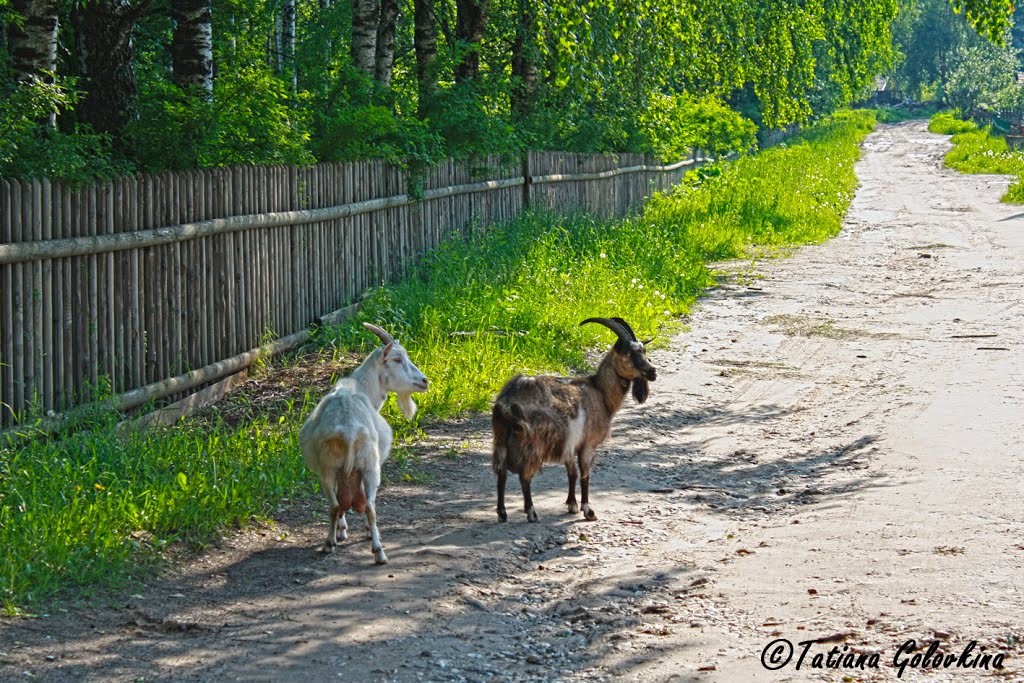 Красные Баки