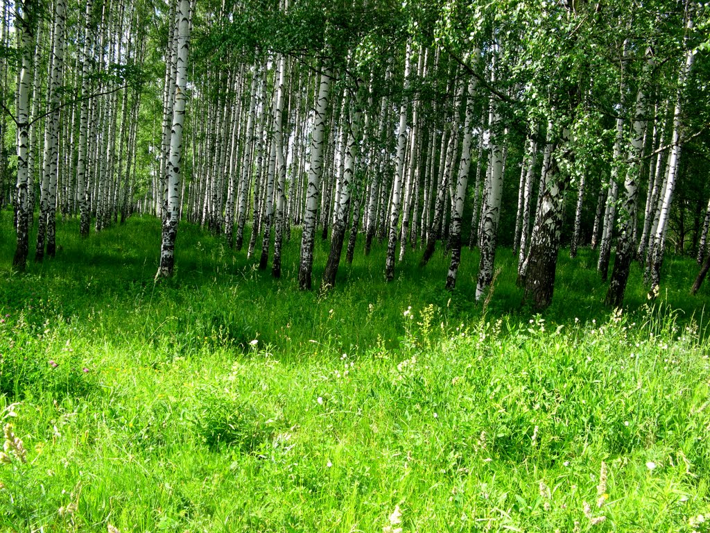 Кстовский лес