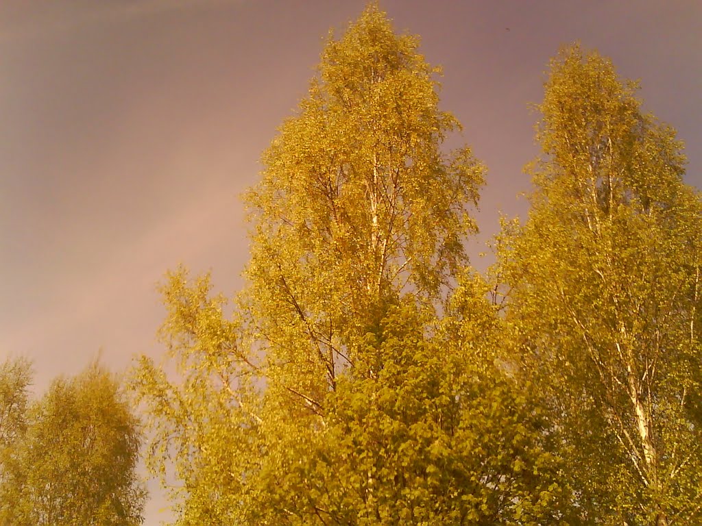 Посадки