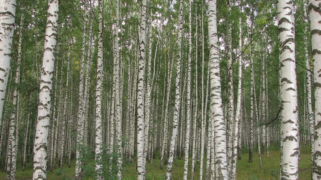 2009, Лукоянов