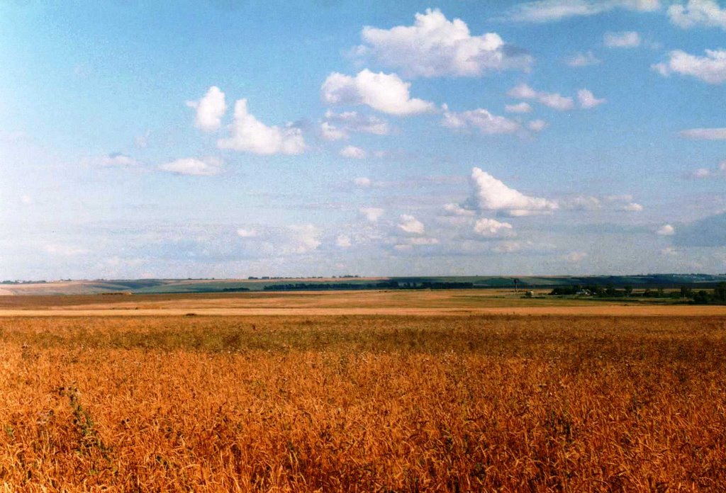 Пшеница золотая