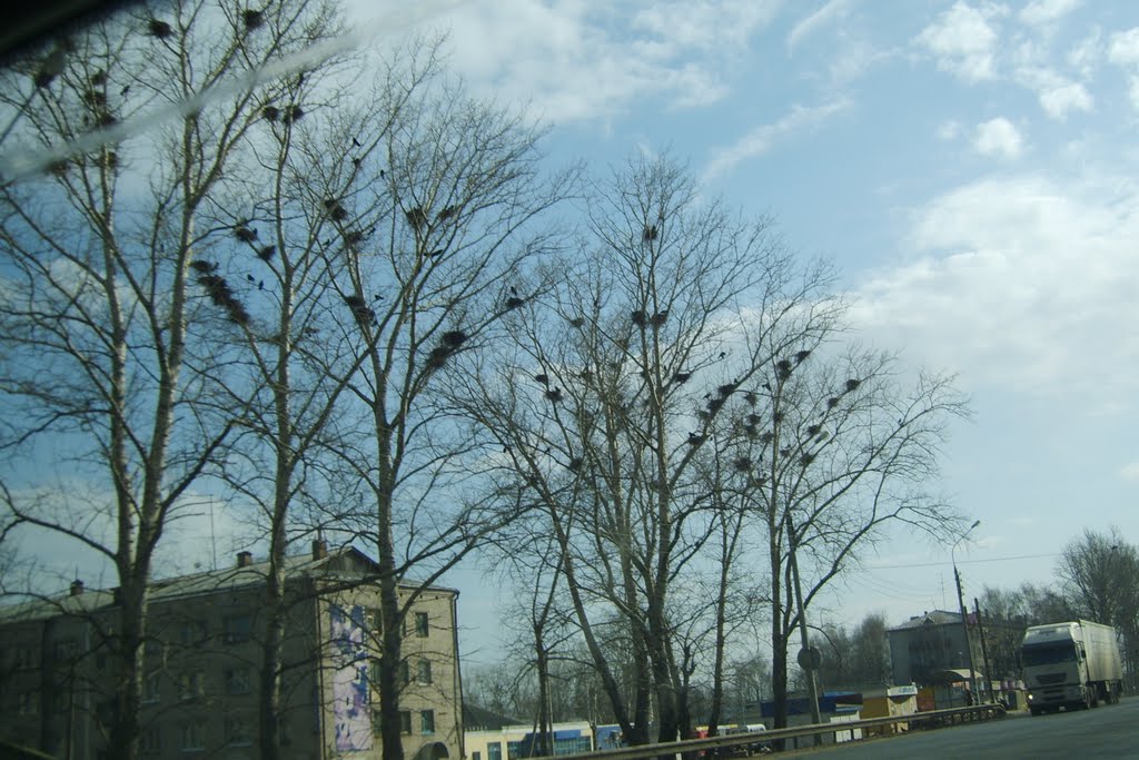Весна, вороны.