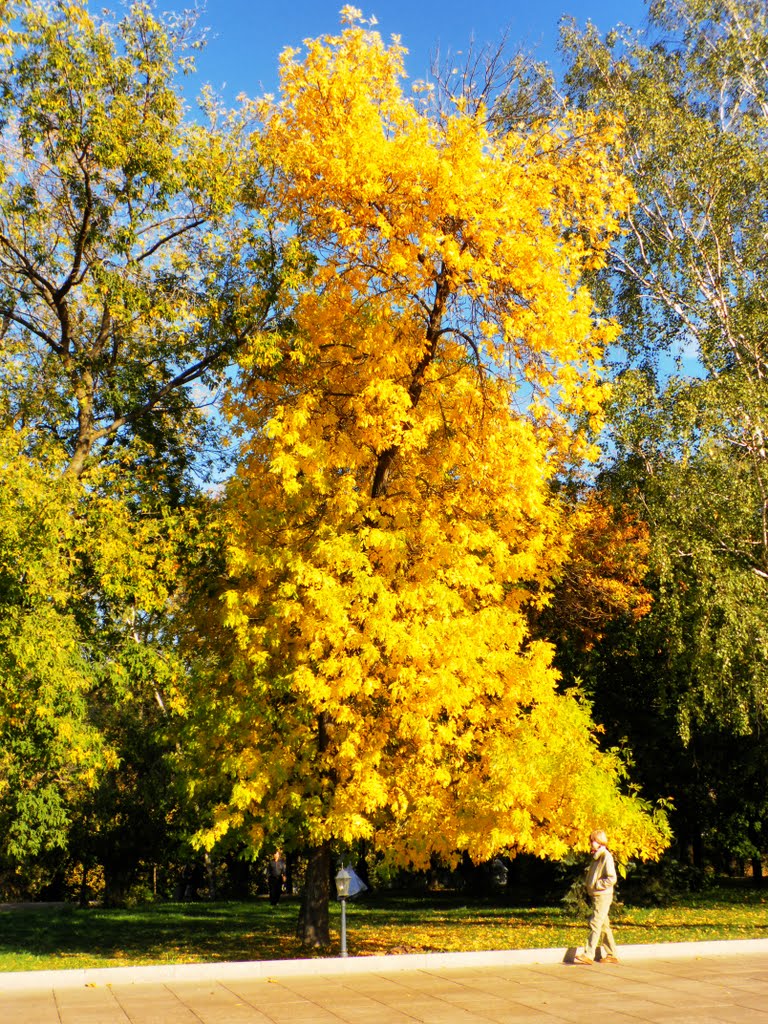 Golden Autumn