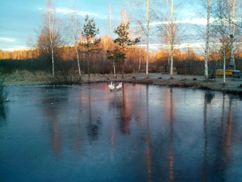 Пильна. Первые заморозки 24.11.2013.