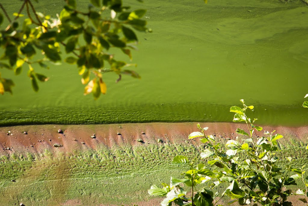 Зеленая-зеленая вода (2012.07.02)