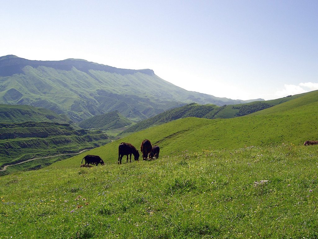 Landscape