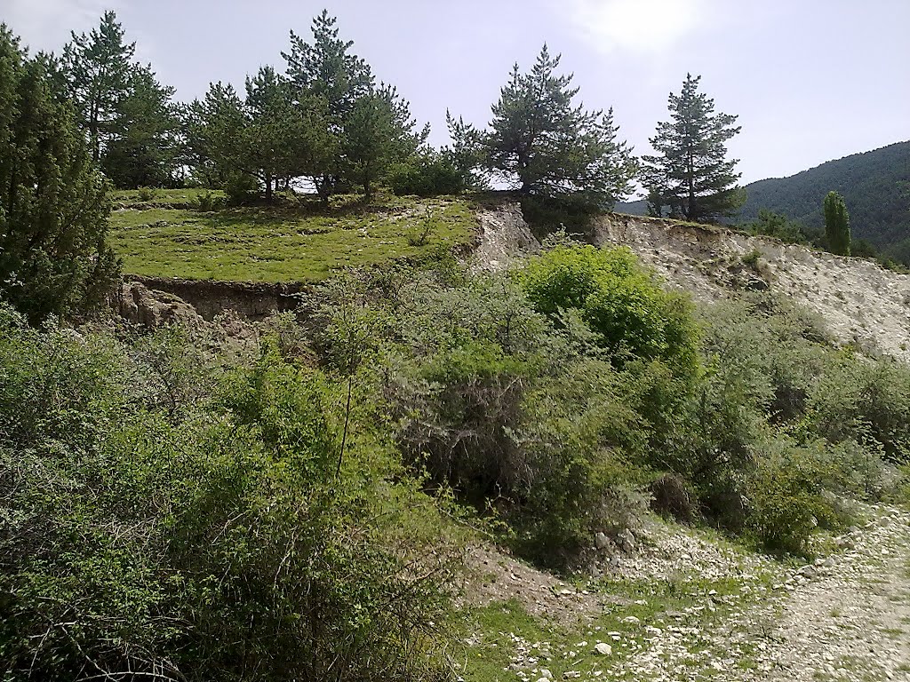 Ёлочки у дороги в Гуниб
