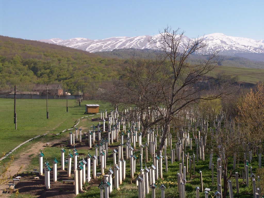 кладбище