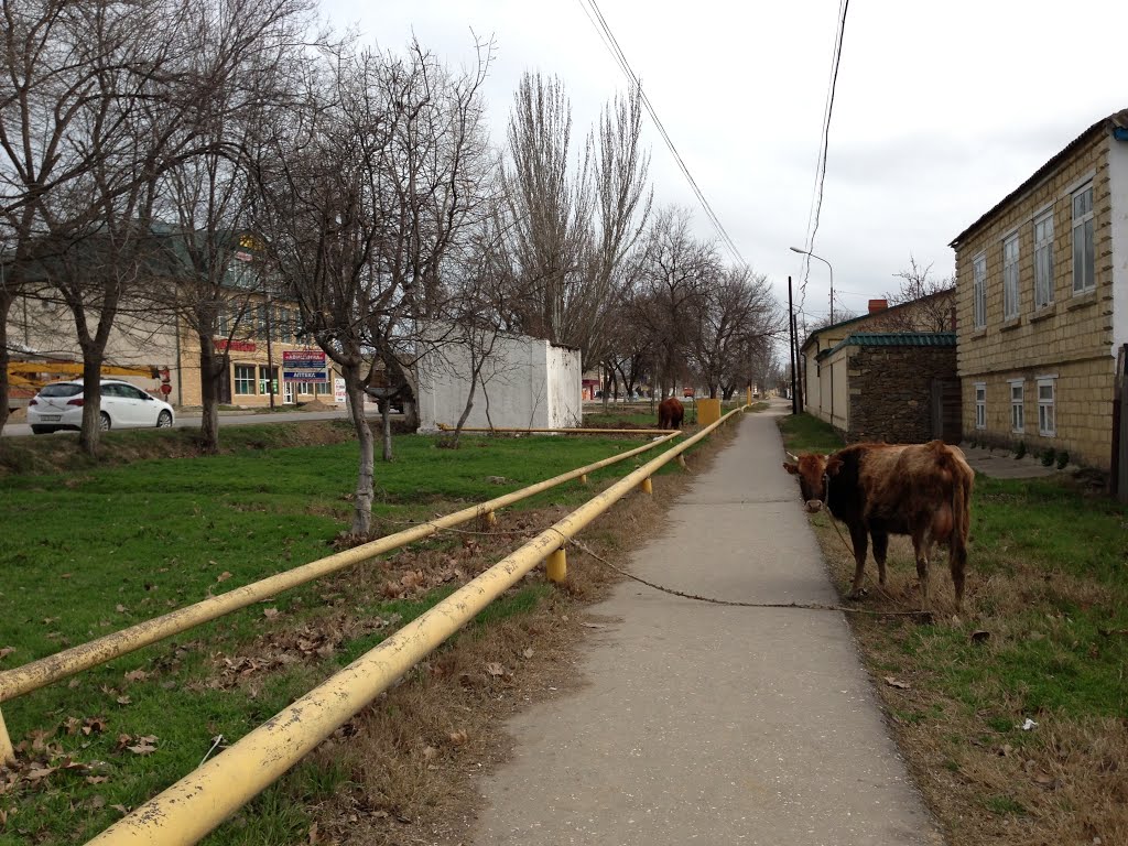 улица Буйнакского