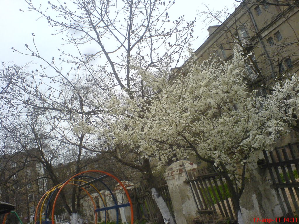 детский сад №5