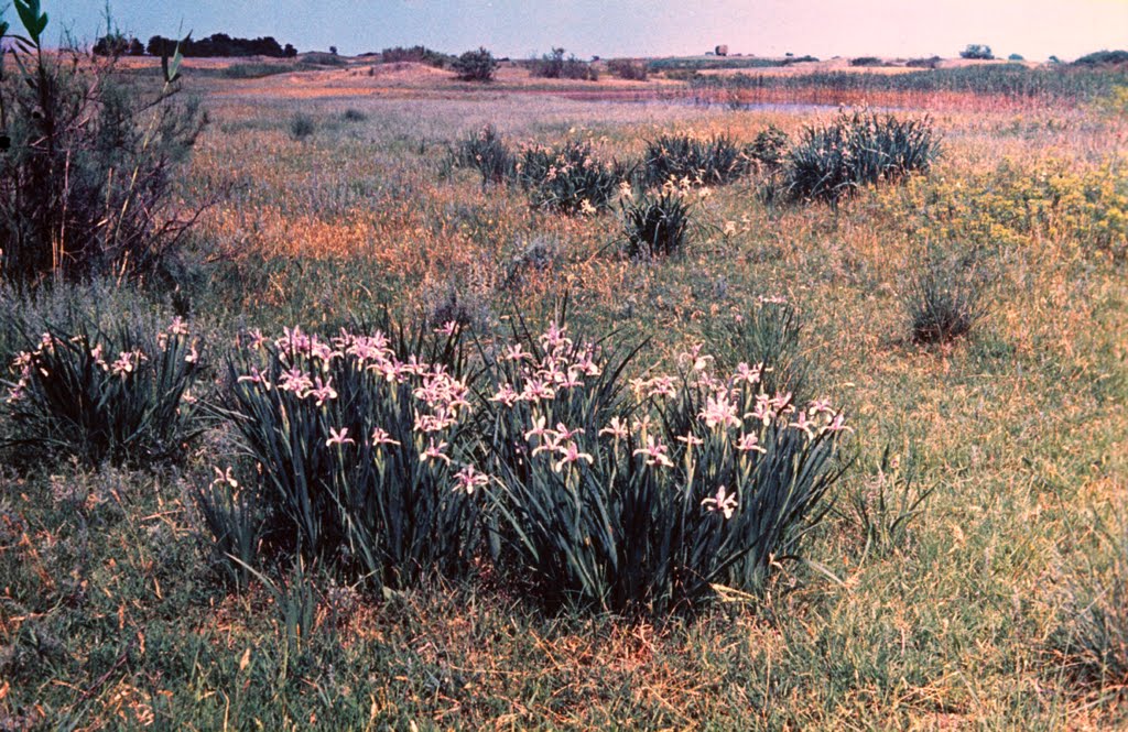 Budary lakes, blue flags blooming