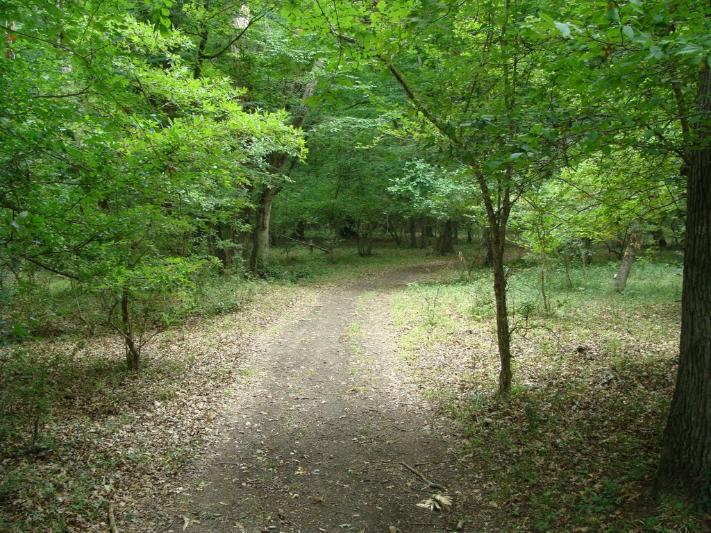 старая Яламинская дорога