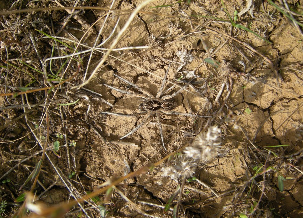 В окрестностях с.-х. им. Герейханова.Закамуфлировался... In the vicinity of the village of Gereykhanovskiy.Camouflaged...