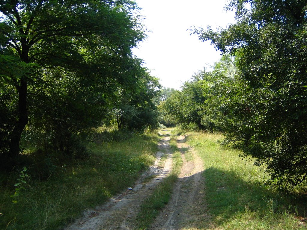 По дороге от Терека