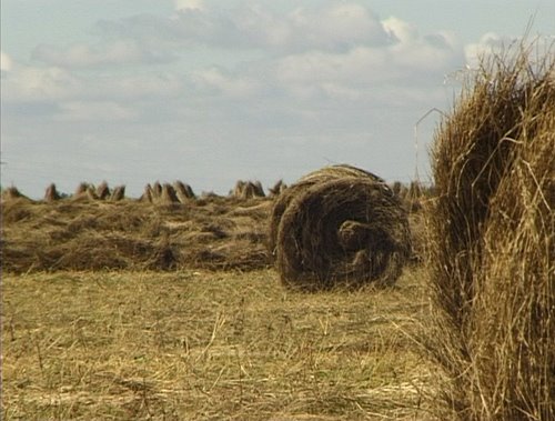 Sheaf of flax
