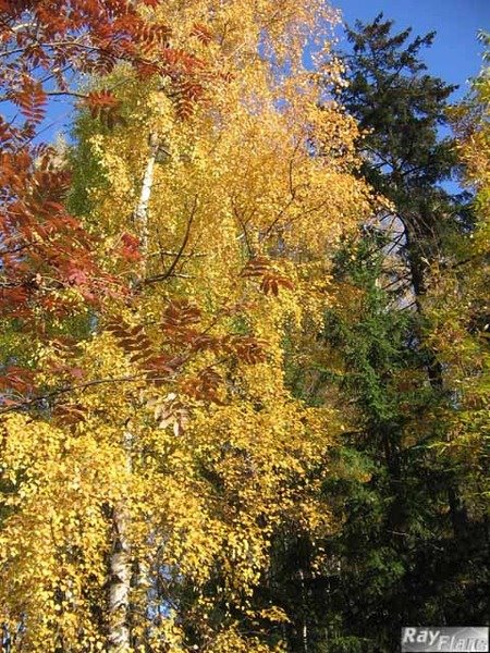 Парк осенью