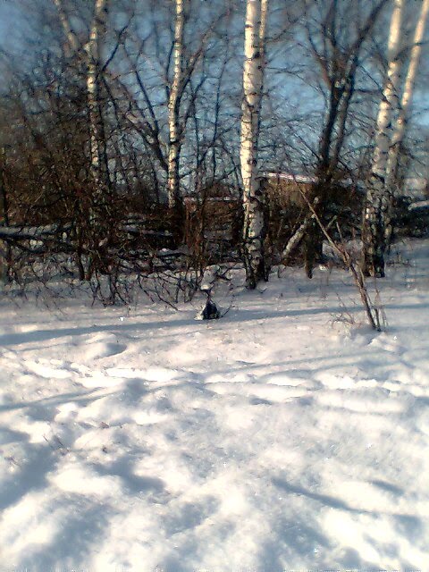 березки