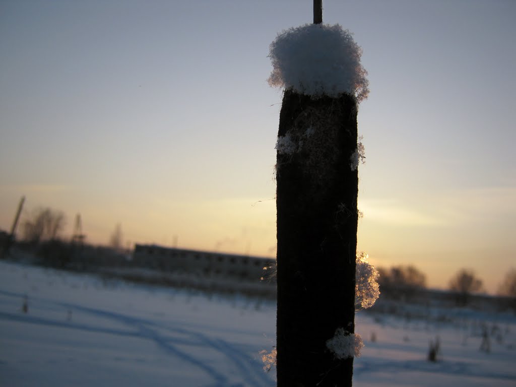 рогоз