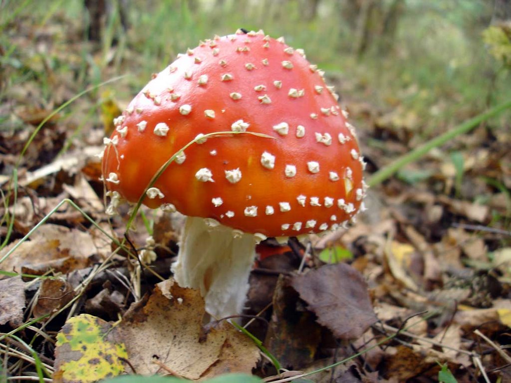 Мухомор