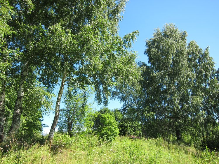 Место, где стояла Знаменская церковь села Рогатова.