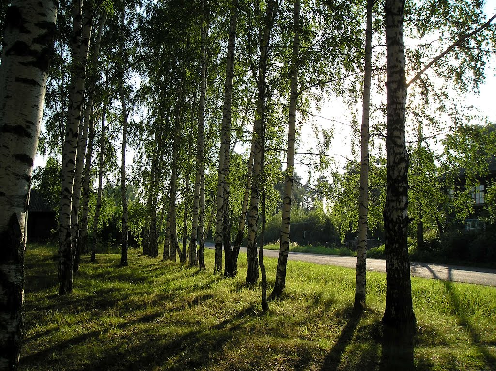 Рощица.
