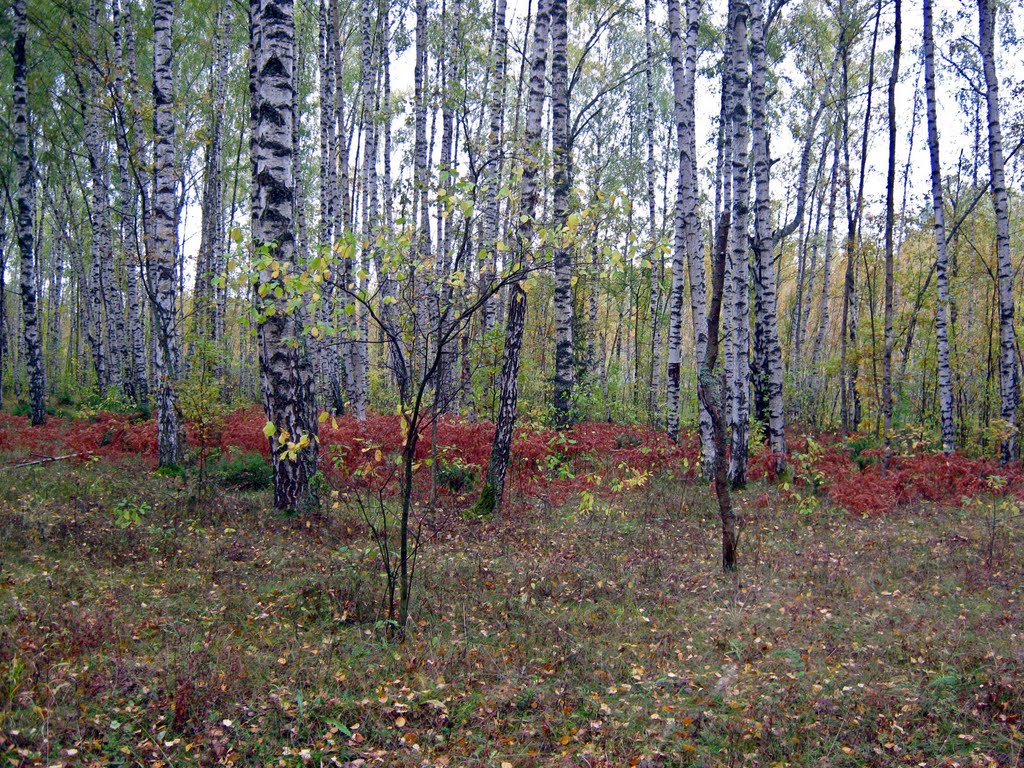 Осенний лес