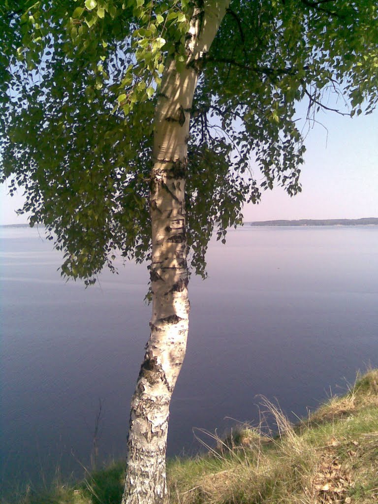 берёза у обрыва