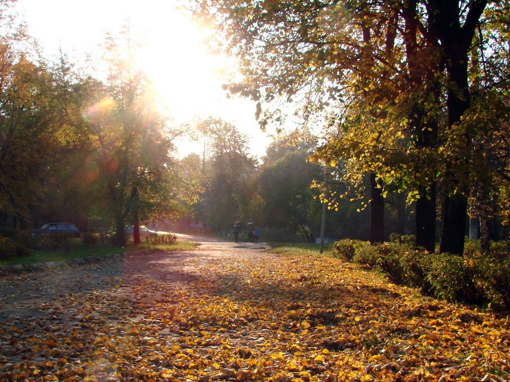 Осень золотая. Листопад.