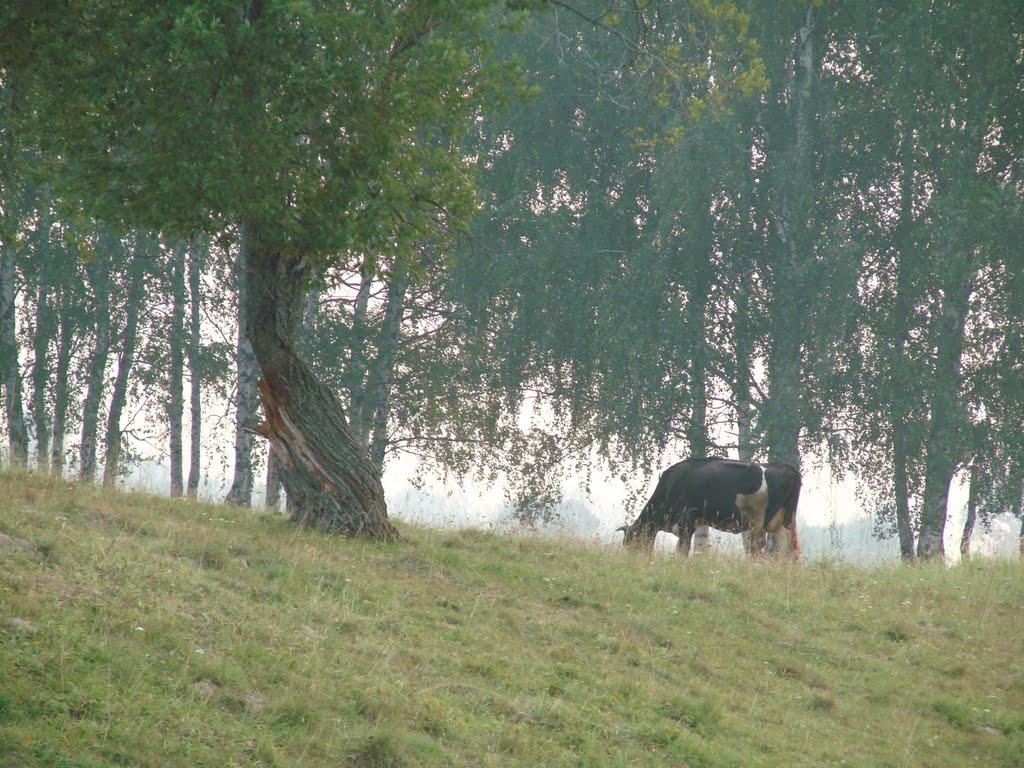 Конский остров.