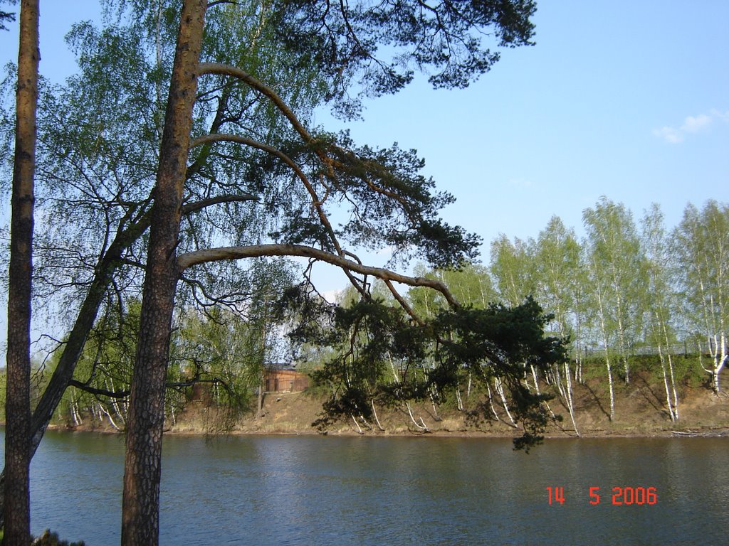 "Запрудка", падающие березы