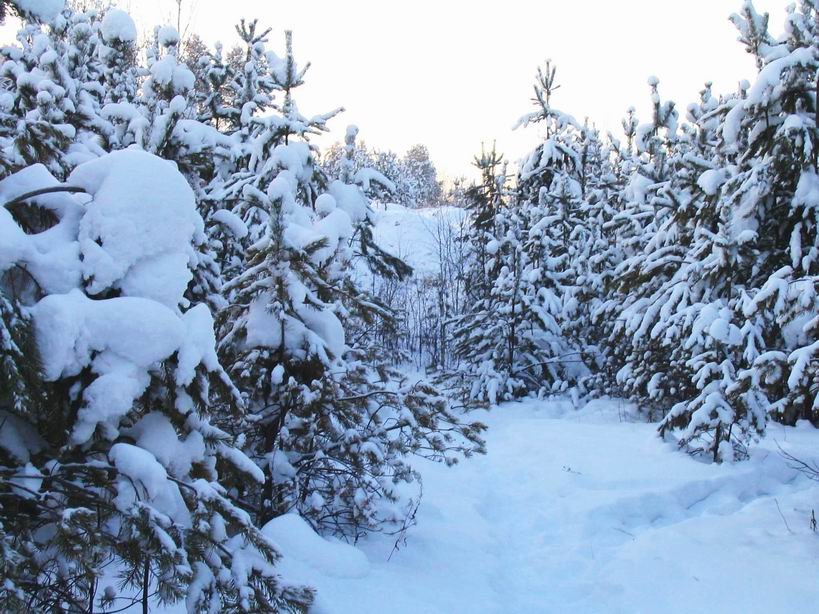 Winter in the forest