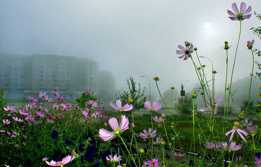 туман в городе