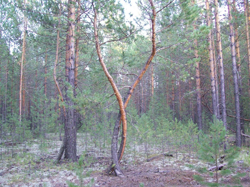 Закрутились...