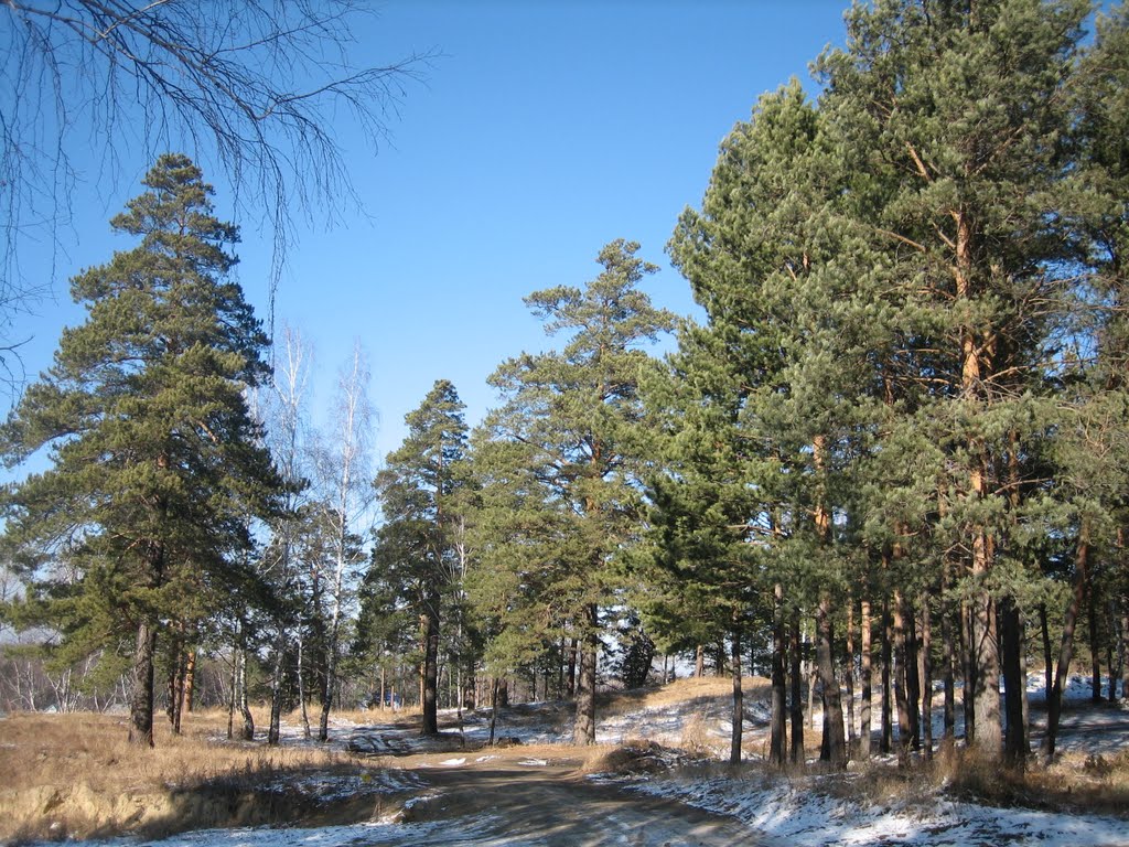 Сосны + первый снег. / Pine-trees + First Snow.