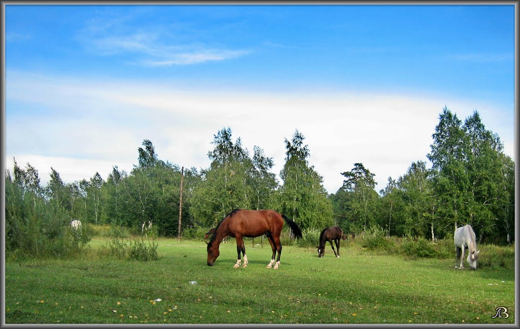 Horses.  Лошадки в пойме Китоя.