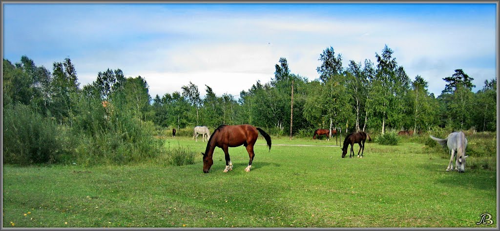 Horses  Лошадки в пойме Китоя
