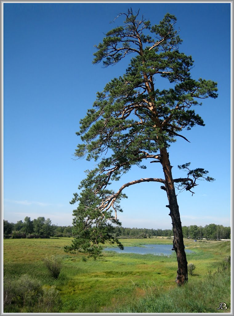 Pine tree  Сосна