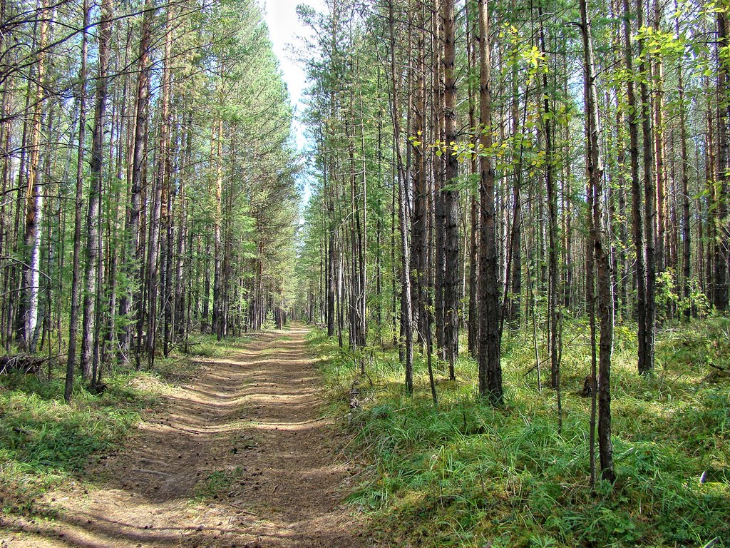 Лесная просека. - Forest Road.